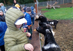 Dzieci karmią kozy