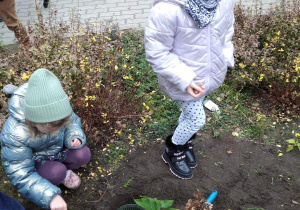 Dzieci sadzą cebulki tulipanów
