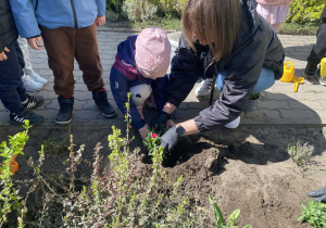 Dziewczynka sadzi goździki.