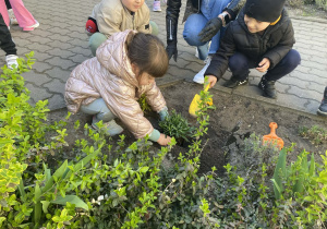 Dziewczynka sadzi goździki.